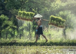 Hari Tani Nasional Dan Bagaimana Sejarahnya Berikut Ulasannya!