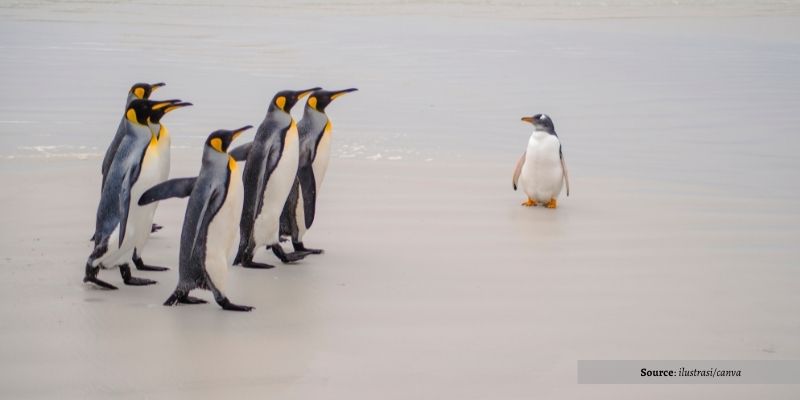 2. Penguin Kaisar. Salah Satu Burung yang Setia