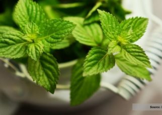 2. Herbal Segar
