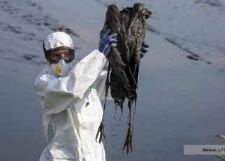Ribuan Bangau di Israel Mati Diserang Flu Burung
