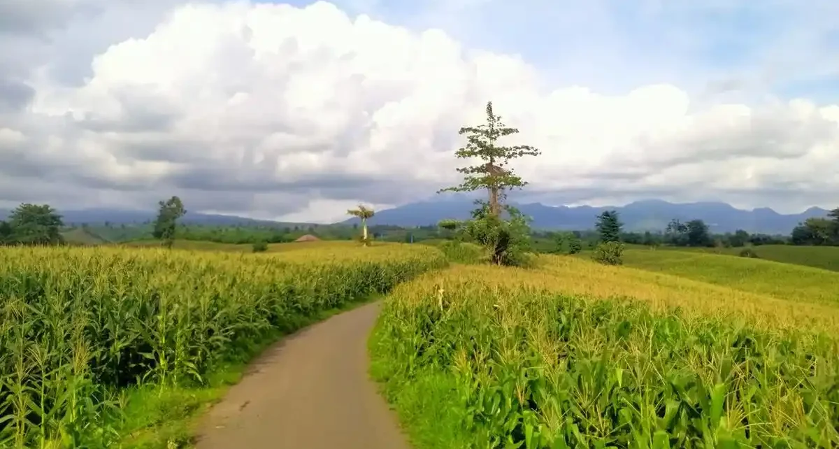 Lahan Jagung Jadi Wisata