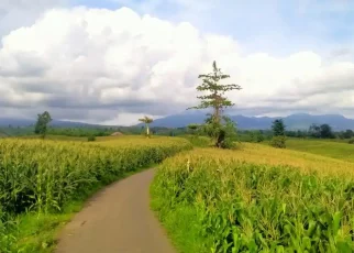 Lahan Jagung Jadi Wisata