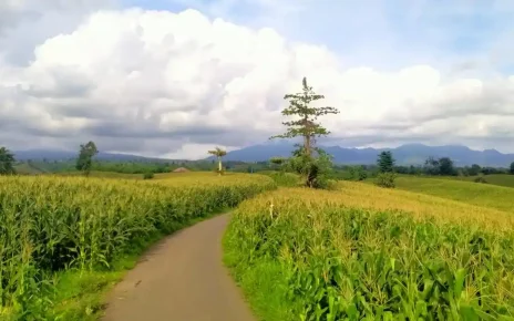 Lahan Jagung Jadi Wisata